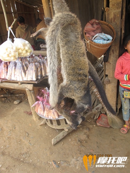 猫狸约小三十万老币一只！多是国人吃了