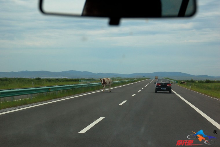 从海拉尔到满洲里的301国道上突遇一头牛在逆向行走