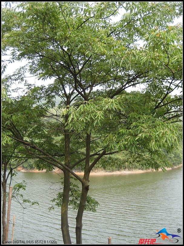 水库边的一颗树.jpg