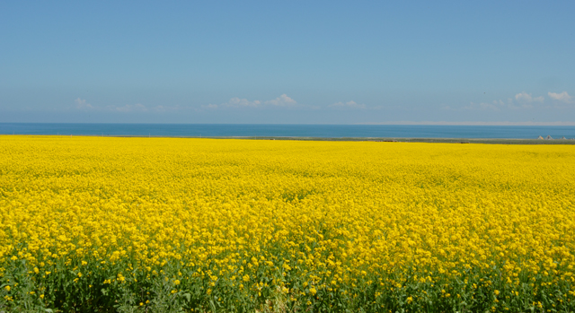 青海湖菜花.JPG