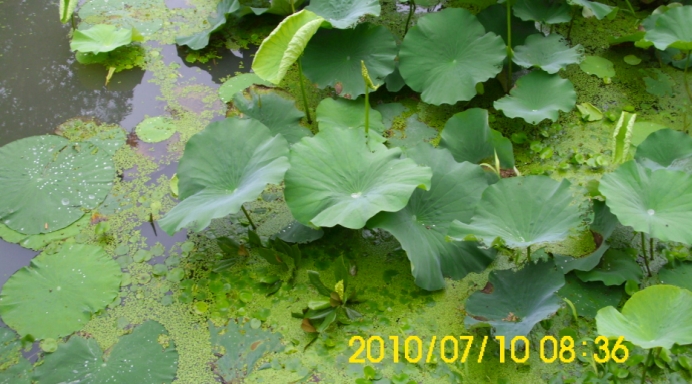 2010-9-29_下午 08-12-13.jpg