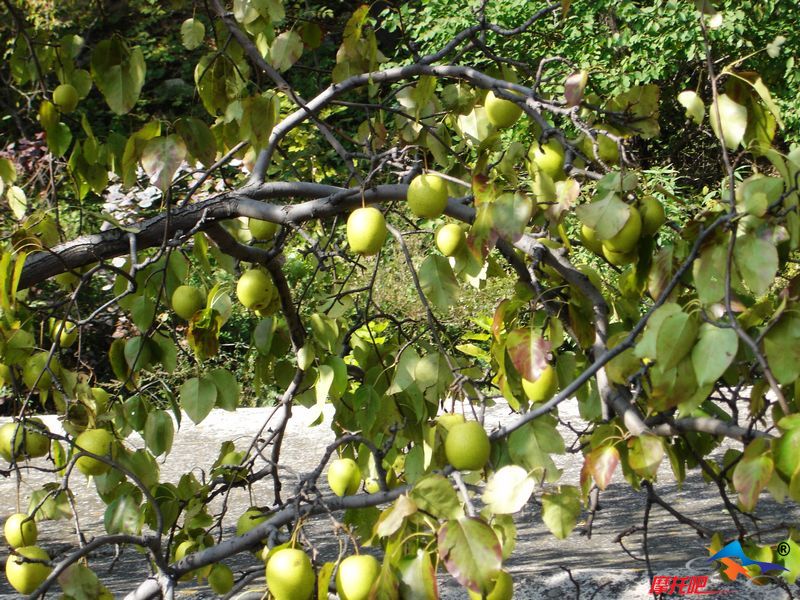 院中接满果实的梨树