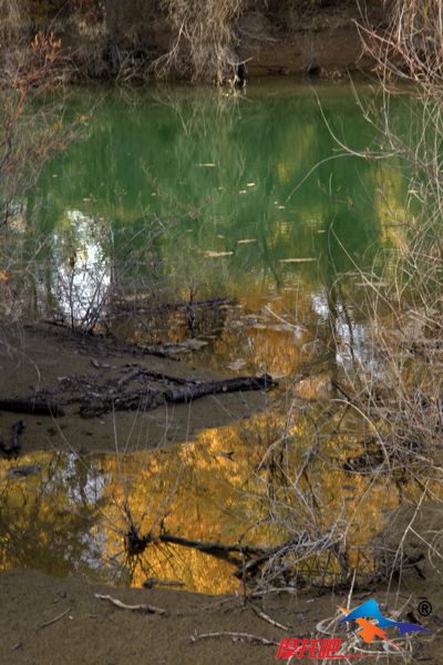 胡杨林 水岸风光