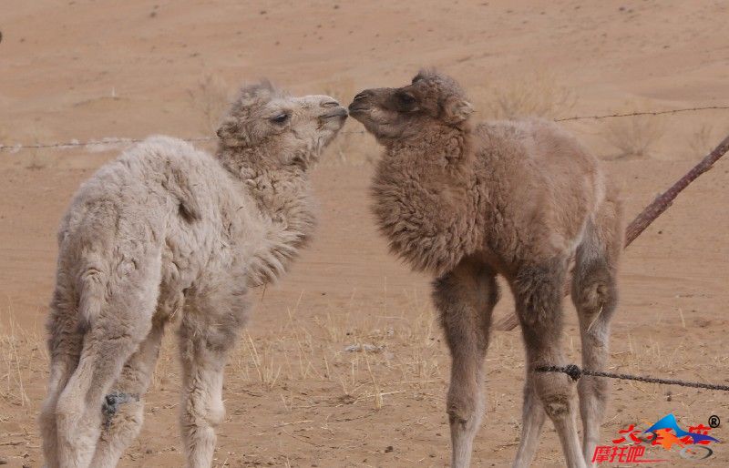 2个小朋友（出生3天的小骆驼）