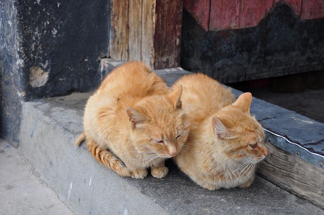 14；喇嘛养的两只小猫.jpg